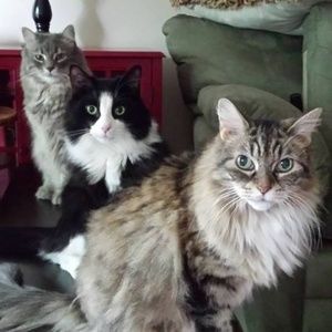 Meet your Posher, Maridon